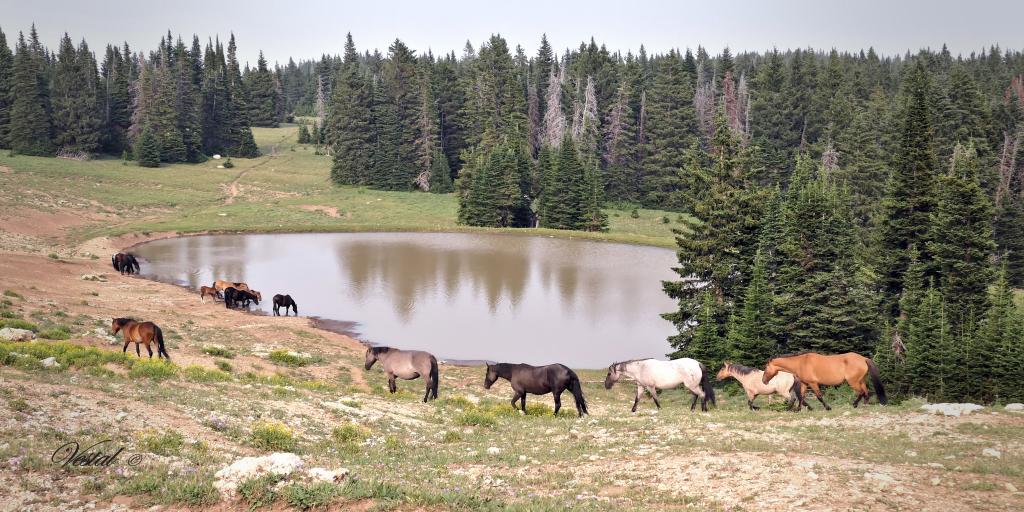 Pryor Mountain Wild Mustangs at Waterhole